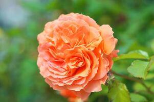 Rose - bright orange peach. A spectacular flower against a background of green foliage. Beautiful summer flower. photo