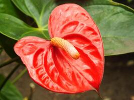 House plant red Anthurium in the garden. Anthurium andraeanum. Flower Flamingo flowers or Anthurium andraeanum symbolize hospitality. photo