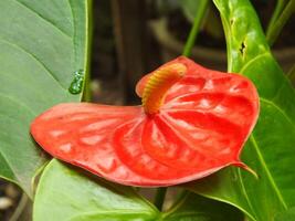 House plant red Anthurium in the garden. Anthurium andraeanum. Flower Flamingo flowers or Anthurium andraeanum symbolize hospitality. photo