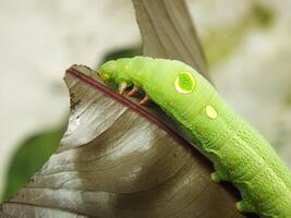 imagen de verde común oruga comiendo un hoja a el jardín foto