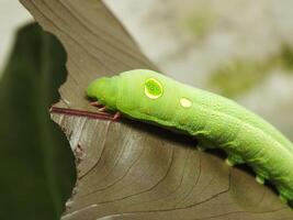 imagen de verde común oruga comiendo un hoja a el jardín foto