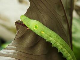 Image of Green Common caterpillar  eating a leaf at the garden photo