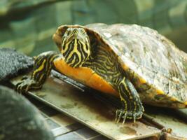 un cerca arriba Disparo de un rojo orejas tortuga, traquemias scripta elegantes, descansando en luz de sol. pintado Tortuga es un reptil familiar a volverse un mascota para algunos aficionado. foto