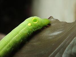 imagen de verde común oruga comiendo un hoja a el jardín foto