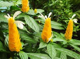 Pachystachys lutea or Yellow lollipop Flower. Close up bright color flower. Macro or selective focus blooming flowers photo