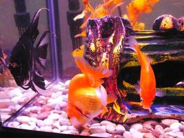 comunidad de un ornamental pescado en un agua dulce tanque. ángel pez, oro pescado nadar en claro agua con decorativo plantas. foto