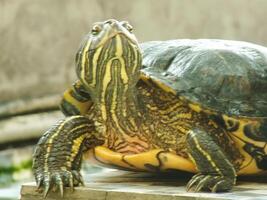 A close up shot of a red eared turtle, Trachemys scripta elegans, resting in sunlight. Painted turtle is a reptile familiar to become a pet for some hobbyist. photo