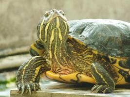 un cerca arriba Disparo de un rojo orejas tortuga, traquemias scripta elegantes, descansando en luz de sol. pintado Tortuga es un reptil familiar a volverse un mascota para algunos aficionado. foto