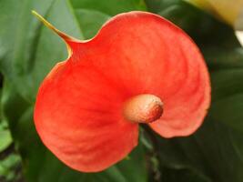 House plant red Anthurium in the garden. Anthurium andraeanum. Flower Flamingo flowers or Anthurium andraeanum symbolize hospitality. photo