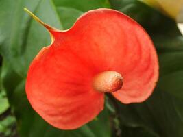 casa planta rojo anturio en el jardín. anturio andreanum. flor flamenco flores o anturio andraeanum simbolizar hospitalidad. foto