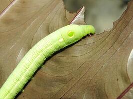 imagen de verde común oruga comiendo un hoja a el jardín foto