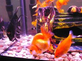 Community of an ornamental fish on a freshwater tank. Angel fish, gold fish swim on clear water with decorative plants. photo