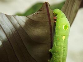 imagen de verde común oruga comiendo un hoja a el jardín foto