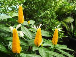 Pachystachys lutea or Yellow lollipop Flower. Close up bright color flower. Macro or selective focus blooming flowers photo