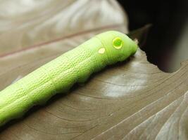 imagen de verde común oruga comiendo un hoja a el jardín foto