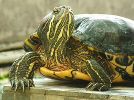 un cerca arriba Disparo de un rojo orejas tortuga, traquemias scripta elegantes, descansando en luz de sol. pintado Tortuga es un reptil familiar a volverse un mascota para algunos aficionado. foto