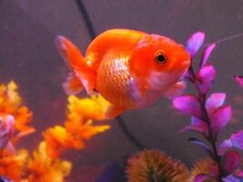 Very beautiful goldfish swimming in clear water. A lionhead goldfish swims in a freshwater aquarium. One of most popular pet is goldfish. photo