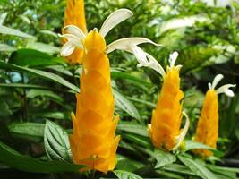 Pachystachys lutea or Yellow lollipop Flower. Close up bright color flower. Macro or selective focus blooming flowers photo