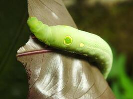 imagen de verde común oruga comiendo un hoja a el jardín foto