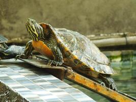 A close up shot of a red eared turtle, Trachemys scripta elegans, resting in sunlight. Painted turtle is a reptile familiar to become a pet for some hobbyist. photo