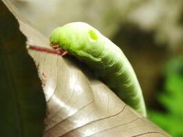 Image of Green Common caterpillar  eating a leaf at the garden photo