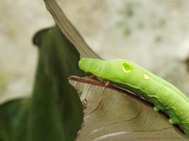 Image of Green Common caterpillar  eating a leaf at the garden photo