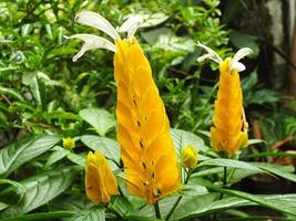 Pachystachys lutea or Yellow lollipop Flower. Close up bright color flower. Macro or selective focus blooming flowers photo