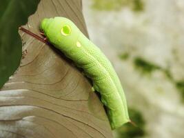 imagen de verde común oruga comiendo un hoja a el jardín foto