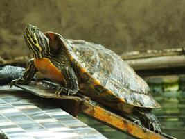 A close up shot of a red eared turtle, Trachemys scripta elegans, resting in sunlight. Painted turtle is a reptile familiar to become a pet for some hobbyist. photo