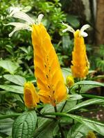 Pachystachys lutea or Yellow lollipop Flower. Close up bright color flower. Macro or selective focus blooming flowers photo