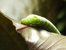 imagen de verde común oruga comiendo un hoja a el jardín foto