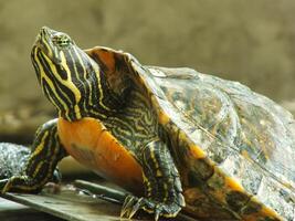 un cerca arriba Disparo de un rojo orejas tortuga, traquemias scripta elegantes, descansando en luz de sol. pintado Tortuga es un reptil familiar a volverse un mascota para algunos aficionado. foto