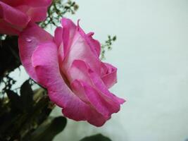 Boda vistoso Rosa ramo de flores aislado en blanco. fresco, lozano ramo de flores de vistoso flores flores, ramo, rosas, margaritas, tulipanes, florero, regalo, estética foto