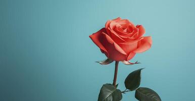 AI generated A love background with a red rose. photo