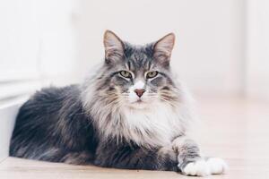 Big cat with green eyes and grey fur laying on the floor photo