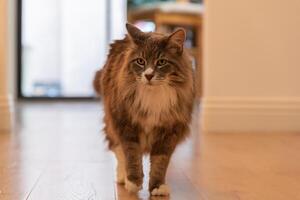 Maine coon cat with green eyes and grey fur photo