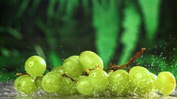 White grapes fall on a wet table with splashes. Filmed on a high-speed camera at 1000 fps. High quality FullHD footage video