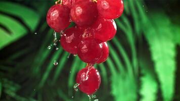 gouttes de pluie tomber sur rouge les raisins. filmé sur une haute vitesse caméra à 1000 ips. haute qualité Full HD métrage video