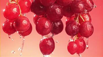 Raindrops falling on a branch of red grapes on a pink background. Filmed on a high-speed camera at 1000 fps. High quality FullHD footage video