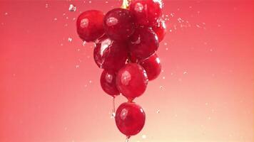 Raindrops falling on a branch of red grapes on a pink background. Filmed on a high-speed camera at 1000 fps. High quality FullHD footage video