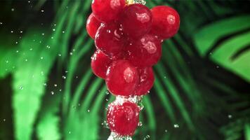 Raindrops fall on red grapes. Filmed on a high-speed camera at 1000 fps. High quality FullHD footage video