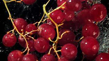 Red grapes fall with splashes into the water. Top view. Filmed on a high-speed camera at 1000 fps. High quality FullHD footage video