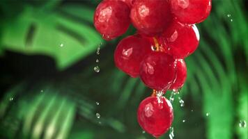 Raindrops fall on red grapes. Filmed on a high-speed camera at 1000 fps. High quality FullHD footage video