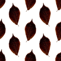 Pattern red autumn elm leaf herbarium. Agriculture, eco friendly, organic farm. It's perfect for postcards, posters, banners, invitations, greeting cards, prints. Isolated png