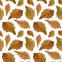 Pattern yellow autumn oak leaves herbarium. Agriculture, eco friendly, organic farm. It's perfect for postcards, posters, banners, invitations, greeting cards, prints. Isolated png