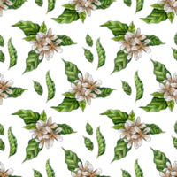 Watercolor illustration pattern coffee flowers and leaves, eco-friendly and safe. Coffee plantation. Tropical farming. Isolated. Drawn by hand. png