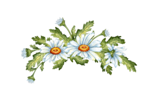 Watercolor illustration of a bouquet of white daisies, buds and leaves. Meadow chamomile flower arrangement isolated. Ideal for wedding invitations, packaging, stickers, scrapbooking, home decor png