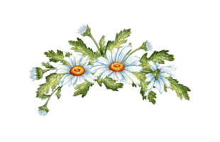 aquarelle illustration de une bouquet de blanc marguerites, bourgeons et feuilles. Prairie camomille fleur arrangement isolé. idéal pour mariage faire-part, emballage, autocollants, scrapbooking, Accueil décor png