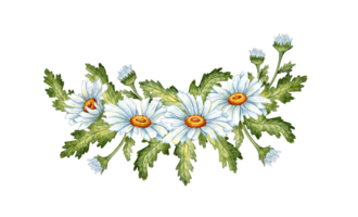 Watercolor illustration of a bouquet of white daisies, buds and green leaves. Meadow chamomile flower arrangement isolated. Ideal for wedding invitations, packaging, stickers, scrapbooking, home decor png