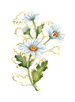 Watercolor illustration sprig of white daisies, buds, leaves and brown outlines. Isolated flower arrangement of daisies on the meadow. Ideal for wedding invitations, packaging, stickers, scrapbooking png